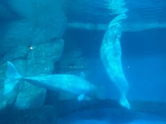 -海合安成都极地海洋公园