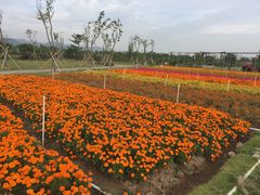 -芒洲湿地公园