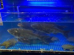 -姜君·千岛湖鱼头馆(浦东大道店)