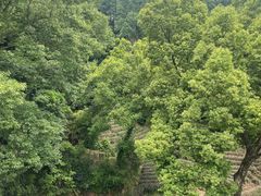 -龙坞茶村