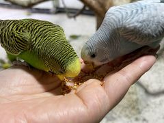 -上海大自然野生昆虫馆