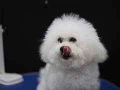 -瑞鹏宠物医院犬猫全科(真大分院)