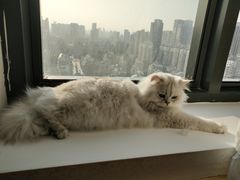 -猫腻·猫咖·撸猫馆(星光大道店)