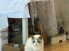 -猫咪派对(江南西店)