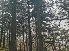 -观象山公园