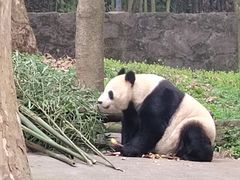 -都江堰中华大熊猫苑