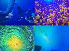 -海合安天津极地海洋公园