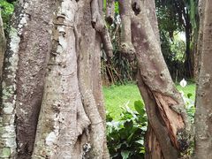 -瑞丽独树成林风景区