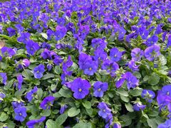 -太湖饭店玉兰厅(自助餐厅)