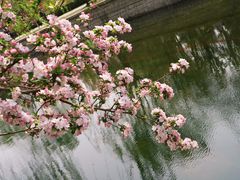 -海棠花溪(元大都城垣遗址公园)