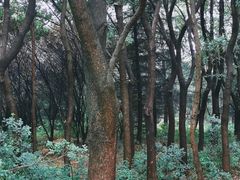 -昆山城市生态森林公园