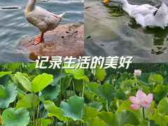 -莲湖公园