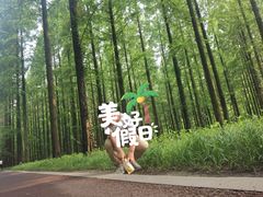 -黄海国家森林公园