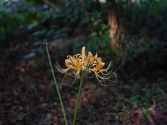 -上海滨江森林公园