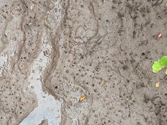 -北海金海湾红树林生态旅游区