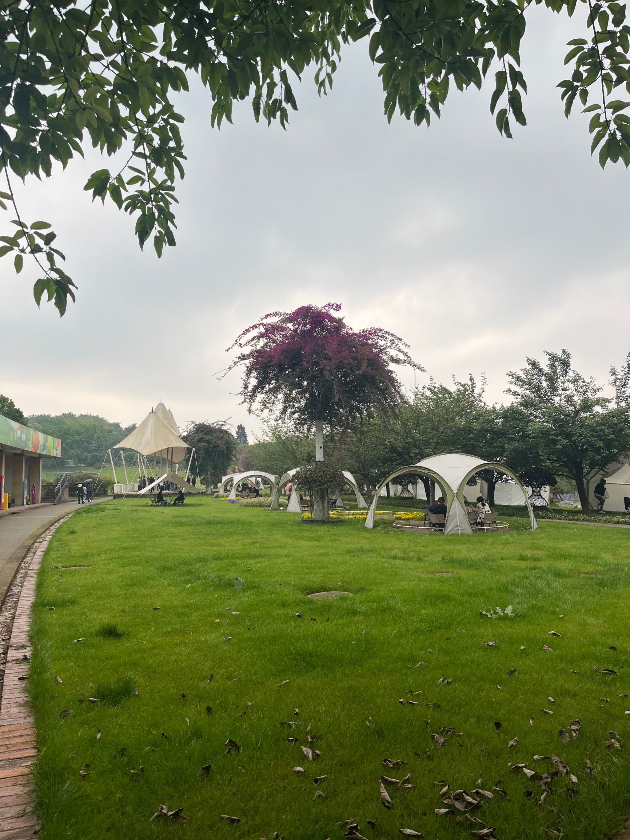 新津的花舞人间 门票怎么敢收那么贵的?