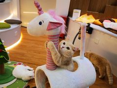 -COLOR PETS 撸猫馆·购猫·猫咖(长风大悦城店)