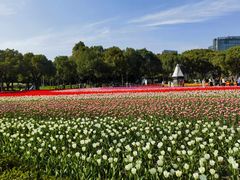 -大宁郁金香公园-停车场