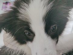 -瑞派福兴宠物医院犬猫全科·骨科·中西医结合(河东店)