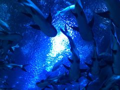 -成都浩海立方海洋公园