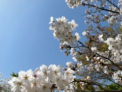 -顾村公园