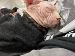 -楼上猫咖(罗湖店)