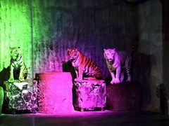 -清迈夜间动物园