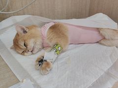 -北京观赏动物医院·24小时大型综合·猫专科·异宠专科