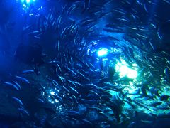 -成都浩海立方海洋公园