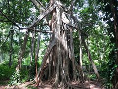 -中国科学院西双版纳热带植物园