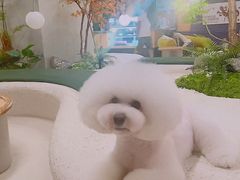 -帕帕拉兹宠物(亚洲旗舰店)