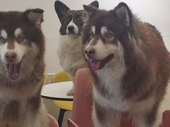 -Let's go狗咖·猫咖·奶狗·桌游(春熙路IFS店)