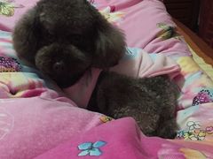 -爱侣宠医·鹦鹉专科·小型哺乳类·异宠专科(灵石路店)