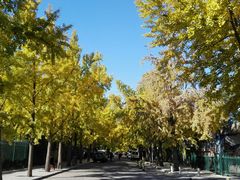 -三里屯东五街银杏大道
