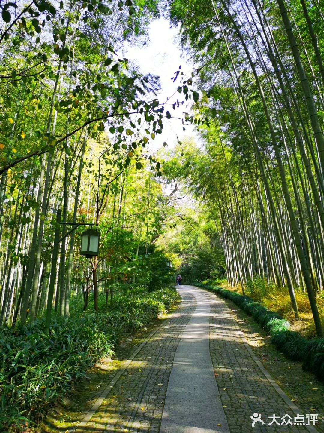 进入景区,便是大片的竹林,一段徒步之后