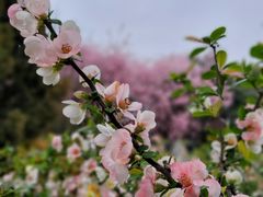 -莫愁湖公园