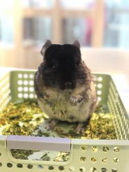 -Moni星球萌宠·小马宝莉·灵蛇·高端高阶全萌宠互动体验俱乐部(红豆国际广场店)