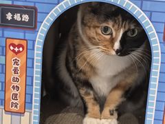 -伟伟宠物医院·CT影像中心·瑞派犬猫综合性门诊(汉口总院)