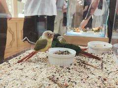 -帕帕拉兹宠物(亚洲旗舰店)