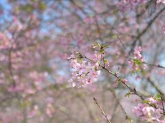 -天适樱花悠乐园