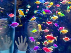 -锦艺城海洋馆