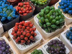 -朝来春花卉市场