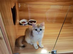-猫十亿·布偶金渐层·曼基康矮脚猫舍(青年路店)