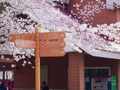 -顾村公园