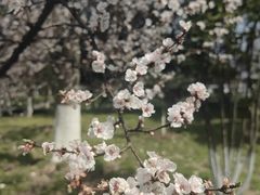 -梅花山(明孝陵内)