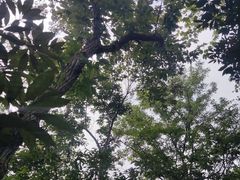 -上海佘山国家森林公园天马山园