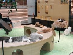 -爪爪喵星球·猫舍(卓悦中心店)