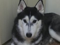 -A猫a狗全科·犬猫异宠·芥西宠物医院(南开总院)