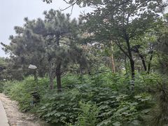 -北京西山国家森林公园