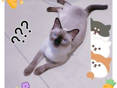 -藏猫猫咖啡主题馆(中央大道店)